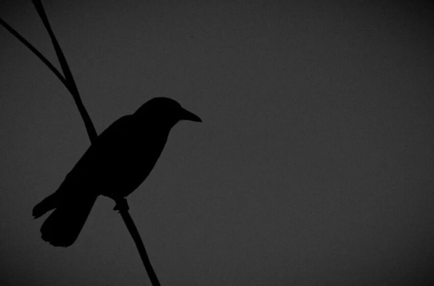  Birds Sing to Me in My Dreams – all the stores are closed (2026) – Album Review